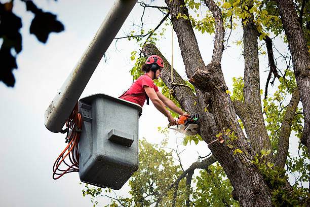 How Our Tree Care Process Works  in Gilbert, MN